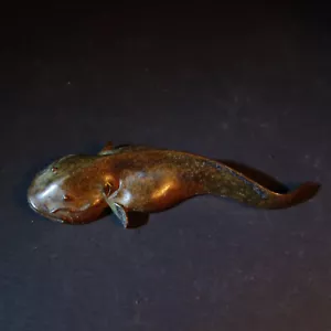 Große Bronzefigur eines Catfish Wels Fisches - Bild 1 von 11