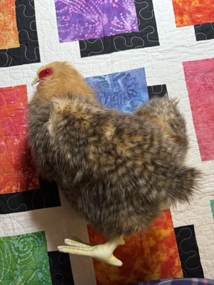 Figura de animal de peluche de pollo marrón gris tostado HANSA Creation 15" de alto nueva Foto 1 de 4