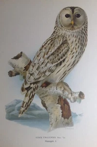 Uralallok Strix Uralensis Vögel Svenska Chromolithographie ca. 1927 - Bild 1 von 3