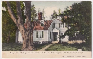 MASSACHUSETTS CONCORD GRAPE VINE COTTAGE OF ORIGINATOR E.W. BULL CIRCA 1910 - Picture 1 of 2