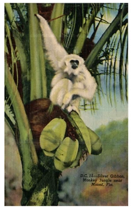 Miami FL Monkey Jungle Silver Gibbon 1941 Vintage Linen Postcard - Picture 1 of 3