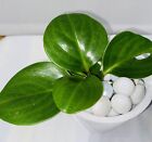 Baby Rubber Plant | Peperomia obtusifolia Green | Indoor Plant | Houseplant