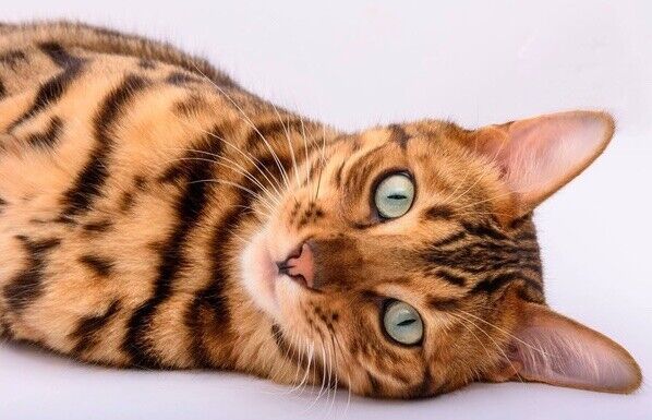 bengal cat