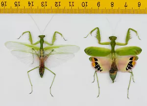 UMBRELLA MANTIS - Caliris elegans (Pair) - Tapah Hills - MALAYSIA - 4803 - Picture 1 of 1