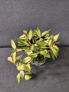 Hoya Lacunosa Highly Variegated 🌱 Rare Plant🪴 - Picture 1 of 5