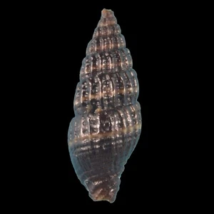 ESPECIES VEXILLUM 08 (Isla Actan, Filipinas) 6,5 mm #42603 - Imagen 1 de 3