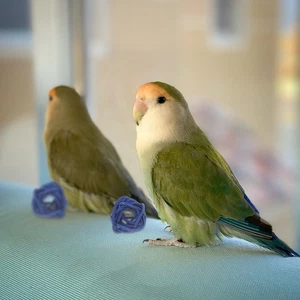 10 Pezzi Uccellino Giocattolo con Gabbia Cerchio Rattan Giocattoli Pappagallo Masticazione Carillon Vento - Foto 1 di 10