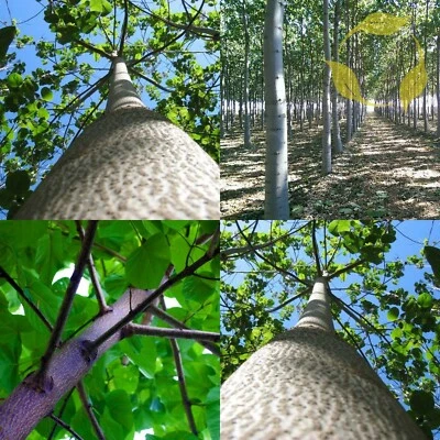 PAULOWNIA PAO TONG Z07 Paulownia Hybrid - 5000+ SEEDS - Image 1 of 4