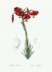 Lillium Pomponium Lily Les Liliacees by Pierre Joseph Redouté Print Repro - Picture 1 of 2