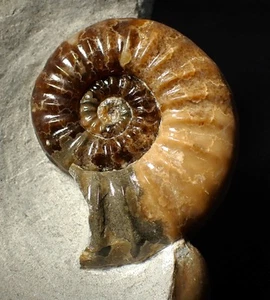 Colourful Asteroceras obtusum display ammonite fossil (58 mm) Jurassic Coast UK - Picture 1 of 12