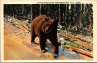 A Hitch Hiker in the Adirondack Mountains NY Vintage Postcard