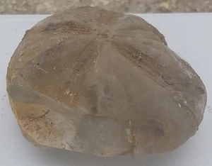 Seeigelfossil (Echinid), fünf Sternmotive, Gewicht: 126g, Länge: 6cm - Bild 1 von 3