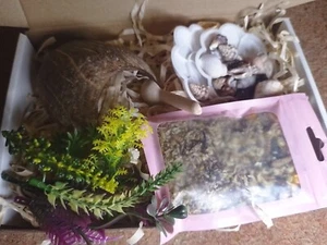Hermit Crab Treet Pack, 1 treat, hideout 10 shells, feeding bowl, spoon & plants - Picture 1 of 7