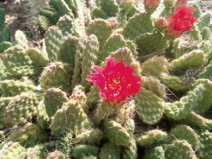 Tunilla picardoi - 1x Steckling KALTHARTER KAKTUS - Bild 1 von 3