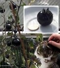 Schwarze Tomate mit essbaren Früchten - Pflanzen für das Haus & den Garten Samen