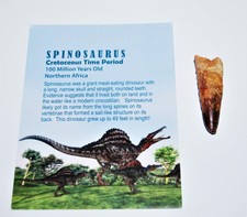 Spinosaurus Dinosaur Tooth Fossil 2 inch Size #14056 4o