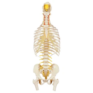 Wirbelsäule mit Brustkorb inkl. Stativ, Anatomie Modell, 80 cm - Bild 1 von 1