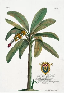Palm Tree Print, Banana Tree by Georg Ehret 1750 - Picture 1 of 1