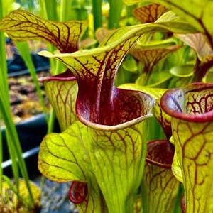 5 semi di sarracenia oreophila vr.ornata - pianta carnivora - Foto 1 di 2