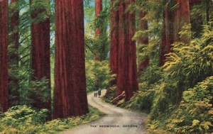 "The Redwoods" Oregon Vintage PC - Picture 1 of 2
