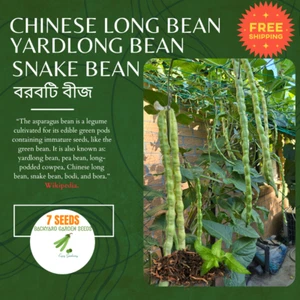 Snake Bean/Borboti/বরবটি/Yardlong Bean/Chinese Long Bean High Yield 7 Seeds - Picture 1 of 6