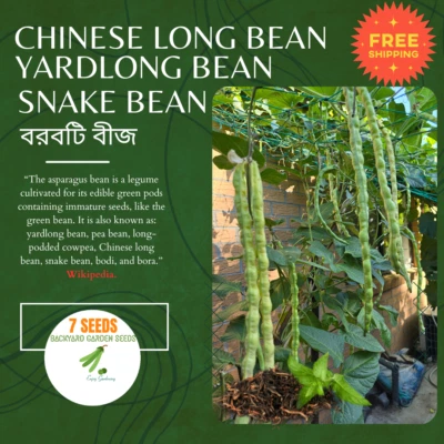 Snake Bean/Borboti/বরবটি/Yardlong Bean/Chinese Long Bean High Yield 7 Seeds - Image 1 of 4