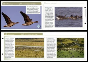 Wild Geese In Winter 1 Behaviour - Birds Of Britain Atlas Editions Fold Out Card - Picture 1 of 1