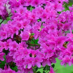 1 X bare root purple Japanese Azalea evergreen shrub, HARDY GARDEN PLANT - Picture 1 of 3