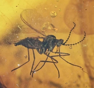 Ceratopogonidae (Biting Midge), Fossil insect inclusion in Burmese Amber - Picture 1 of 3