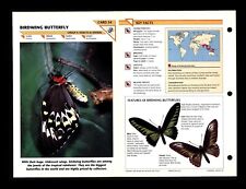 Birdwing Butterfly Wildlife Fact File Insect & Spider Card Home School Study