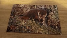 A Salmon Camera colour Post Card British Mammals Otter Cub 6-10-57-57 not posted