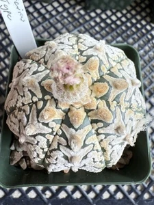 Astrophytum asterias Super Kabuto V Type Star Shape ! 4” Pot - Picture 1 of 17