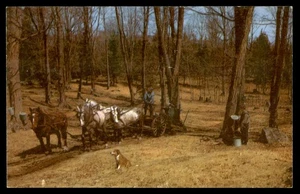 Postcard Sugar Orchard in Late Spring - Picture 1 of 2