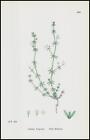 1902 Galium Anglicum Wall Bedstraw Botanical Print Hand Colour (SL656)