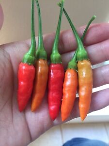 20 Thai Colorful Chili Pepper Seeds, Extremely Hot! Rare!