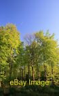 Photo 6x4 Spring beeches, Closedown Wood Powntley Copse In early evening  c2007
