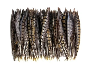 USA SELLER, 10 Pieces - 8-10" Natural Striped Lady Amherst Pheasant Tail Feather - Picture 1 of 4