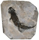 Perm  Micromelerpedon credneri  Seltener Branchiosaurier  Odernheim  KE14-2