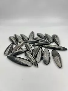 Orthoceras nero naturale fossili a forma di pera liscia cabochon | Orthoceras Cabocho - Foto 1 di 4