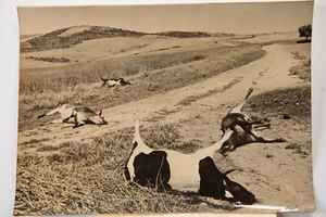 PHOTO DE PRESSE TAMPON AGENCE INTERCONTINENTAL 1950 GUERRE D' ALGERIE 13X18cm - Bild 1 von 2