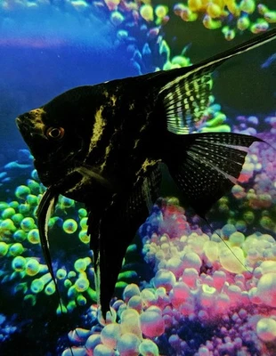 4 Pack Black Marble Angel Live Fish 0,25-1 Inch Aquarium Tropical Fast Shipping - Image 1 of 4