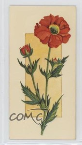 1977 Carreras Craven Black Cat Flowers All the Year Round Tobacco Geum #19 2p7