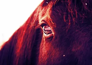 WILD HORSE - Filter Style Poster Picture Print Sizes A5 to A0 **FREE DELIVERY** - Foto 1 di 7