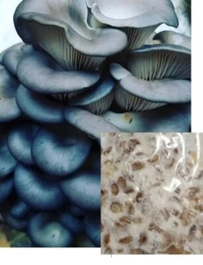 2oz Bay Hydro Blue Oyster Mushroom Mycelium Grain Spawn - Picture 1 of 4
