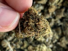 50 Gr Light - HASH - 100% ERBA LEGALE - INDOOR - CHARAS - BUD