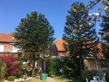 500 pralle, reife SAMEN*ARAUCARIA ARAUCANA* TOP-QUALITÄT Schmucktanne ANDENTANNE