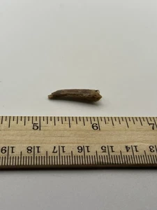 Pterosaur Pterodactyl 1” T00TH Dinosaur F0SSIL not T Rex Cretaceous CS 14 - Picture 1 of 6