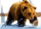 Southcentral Alaska Grizzly Bear in snow postcard
