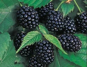 50 Blackberry Seeds Thornless Triple Crown Method Organic Perennial Fruit Plant - Picture 1 of 2
