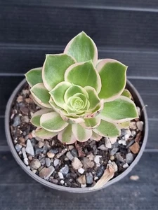 Aeonium "Green Rose" - Picture 1 of 3